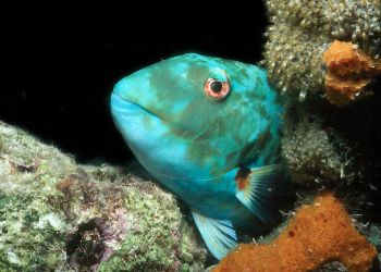 Zzzzzzz.  Parrotfish sleeping at night taken in Roatan wi... by Beverly Speed 